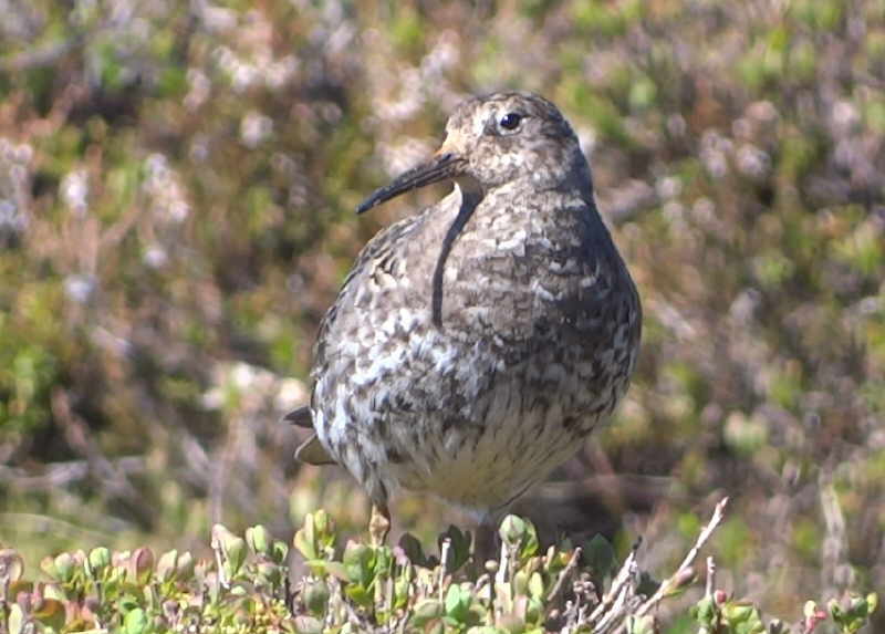 aufgenomonen Juli 2015, Island