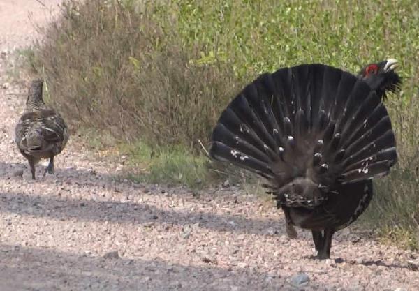 aufgenommen in Schweden, April 2015