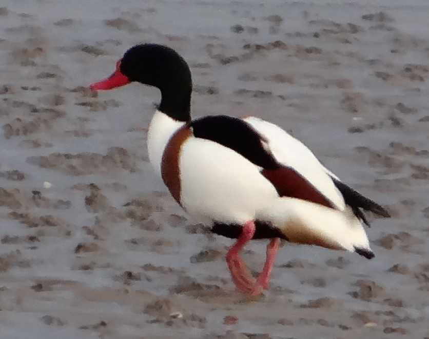 aufgenommen auf Neuwerk 2005