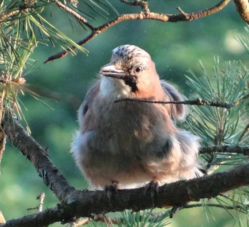 Jungvogel, aufgenommen an der Gauja, Juli 2016