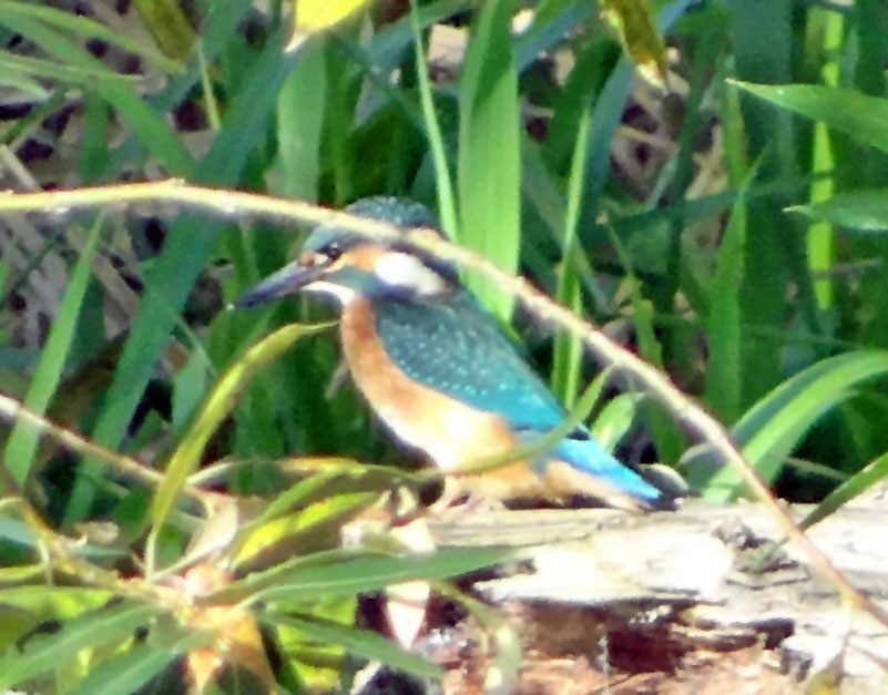 aufgenommen an der Spree 2.10.2015