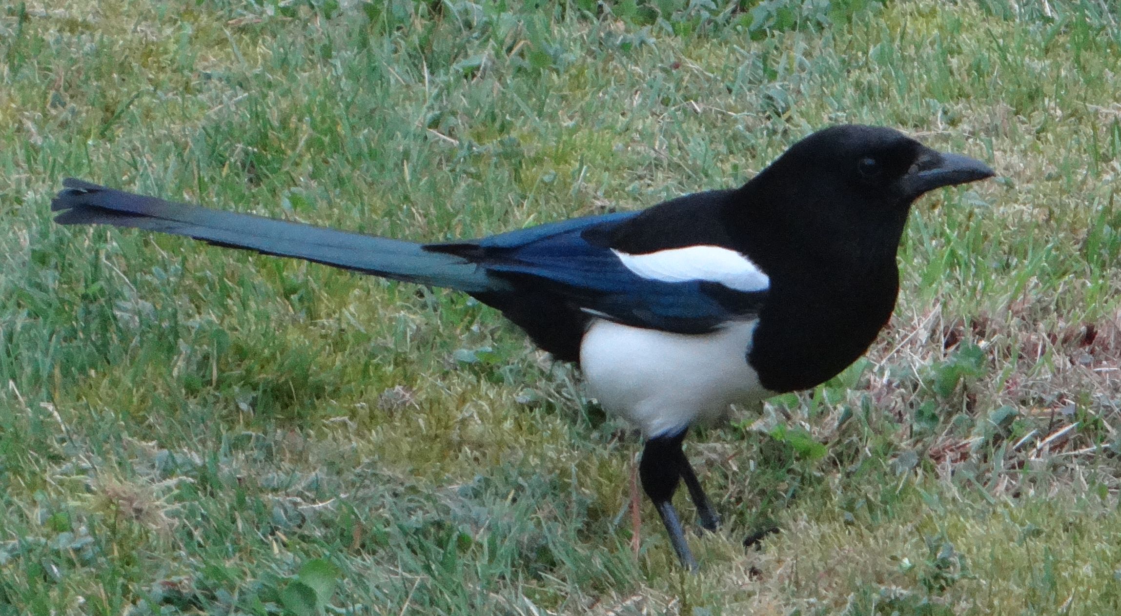 aufgenommen im Garten, 22. März 2024
