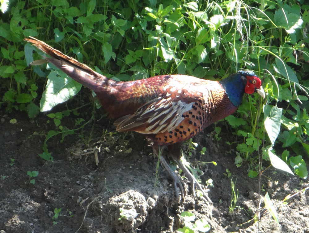 aufgenommen an der Leine 1.7.2018