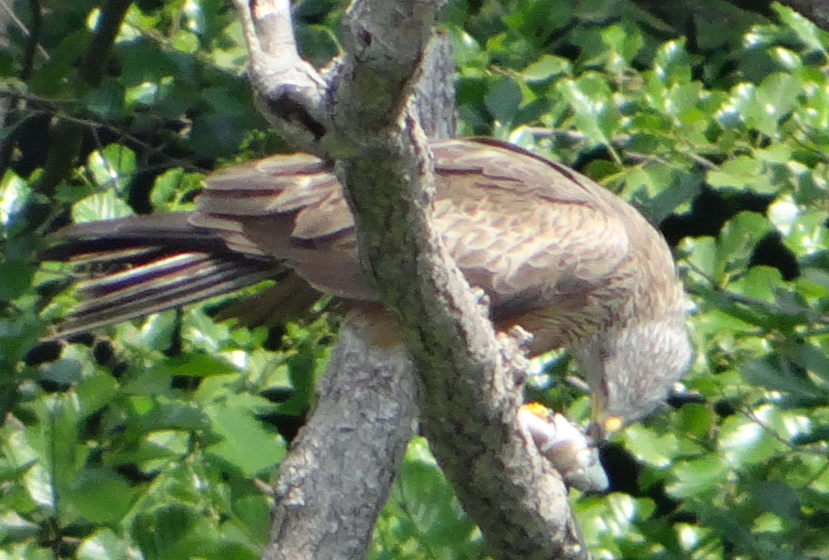aufgenommen in Mecklenburg, Juni 2023