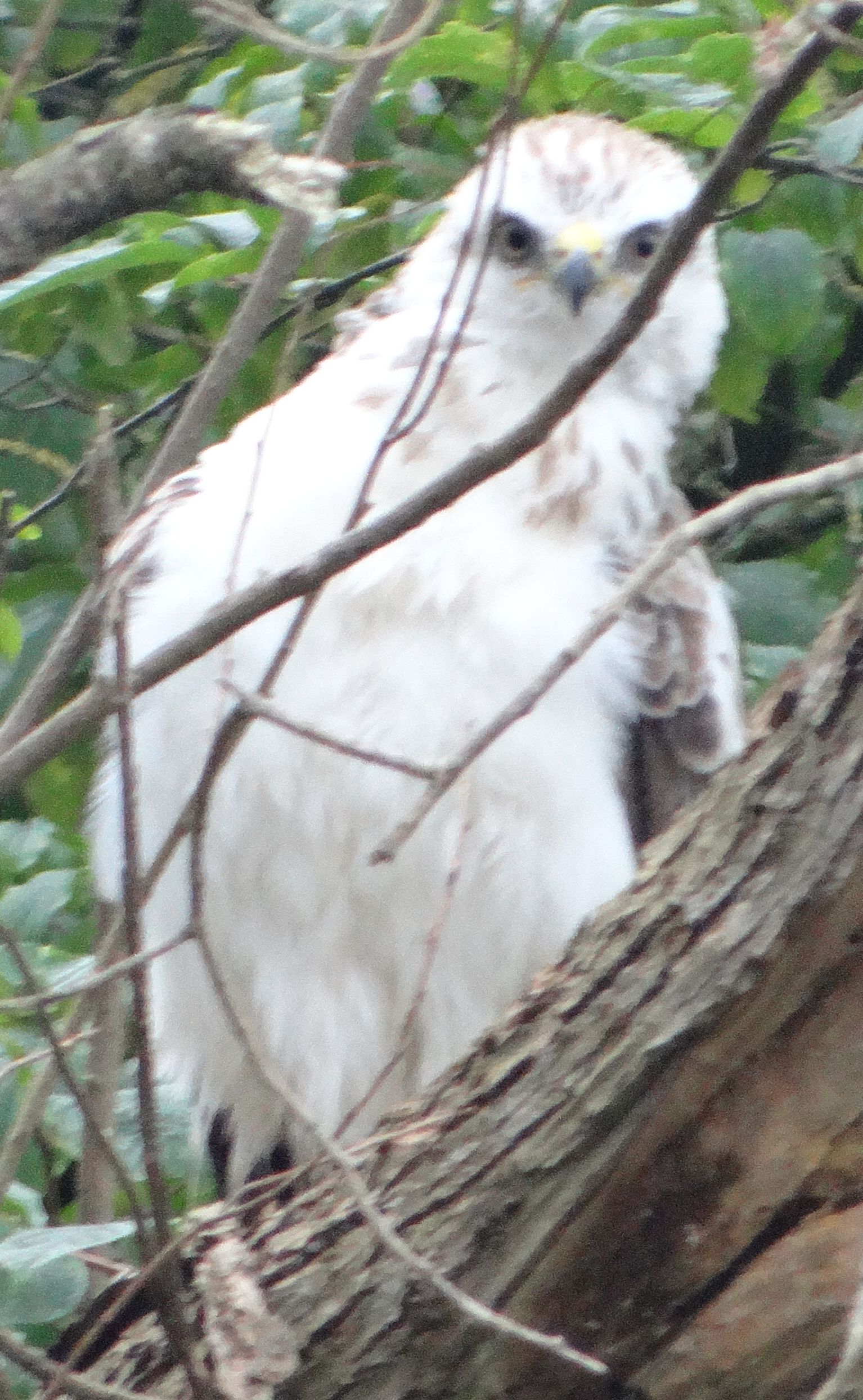 aufgenommen an der Leine, Juli 2023