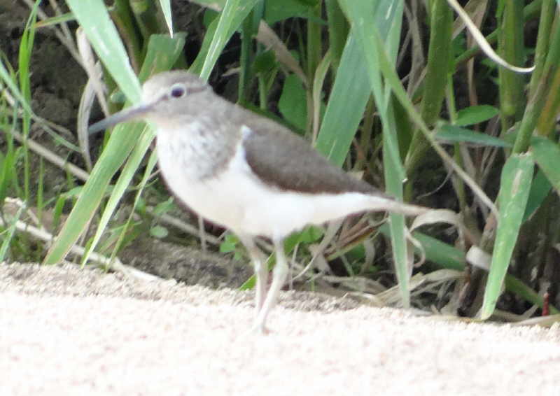 aufgenommen an der Leine, 29.7.16