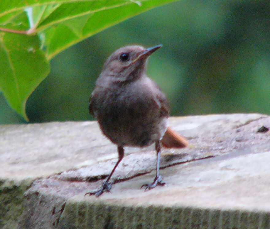 aufgenommen im Garten