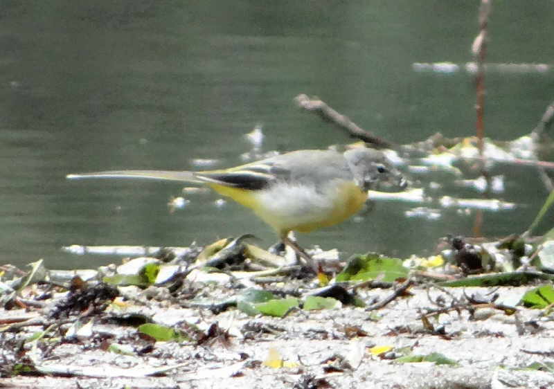 aufgenommen an der Oker August 2013