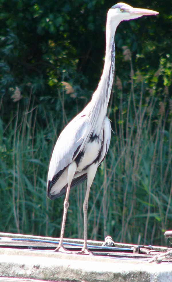 aufgenommen in Mecklenburg 2009