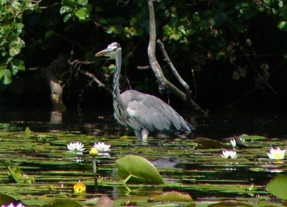 aufgenommen an der Spree 2011