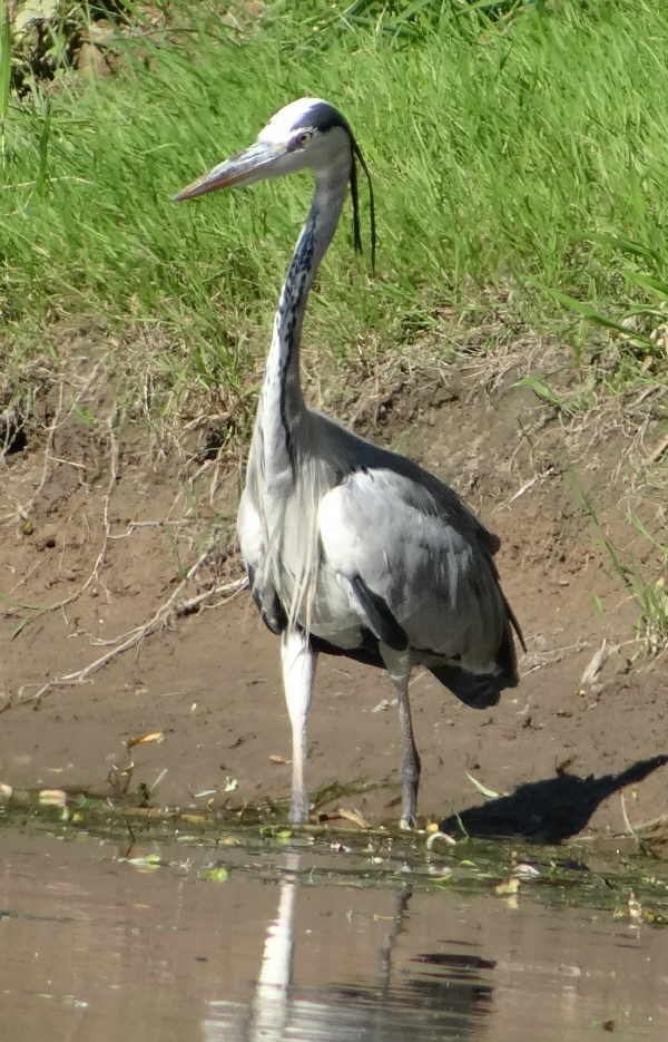 aufgenommen an der Leine, 29.7.16