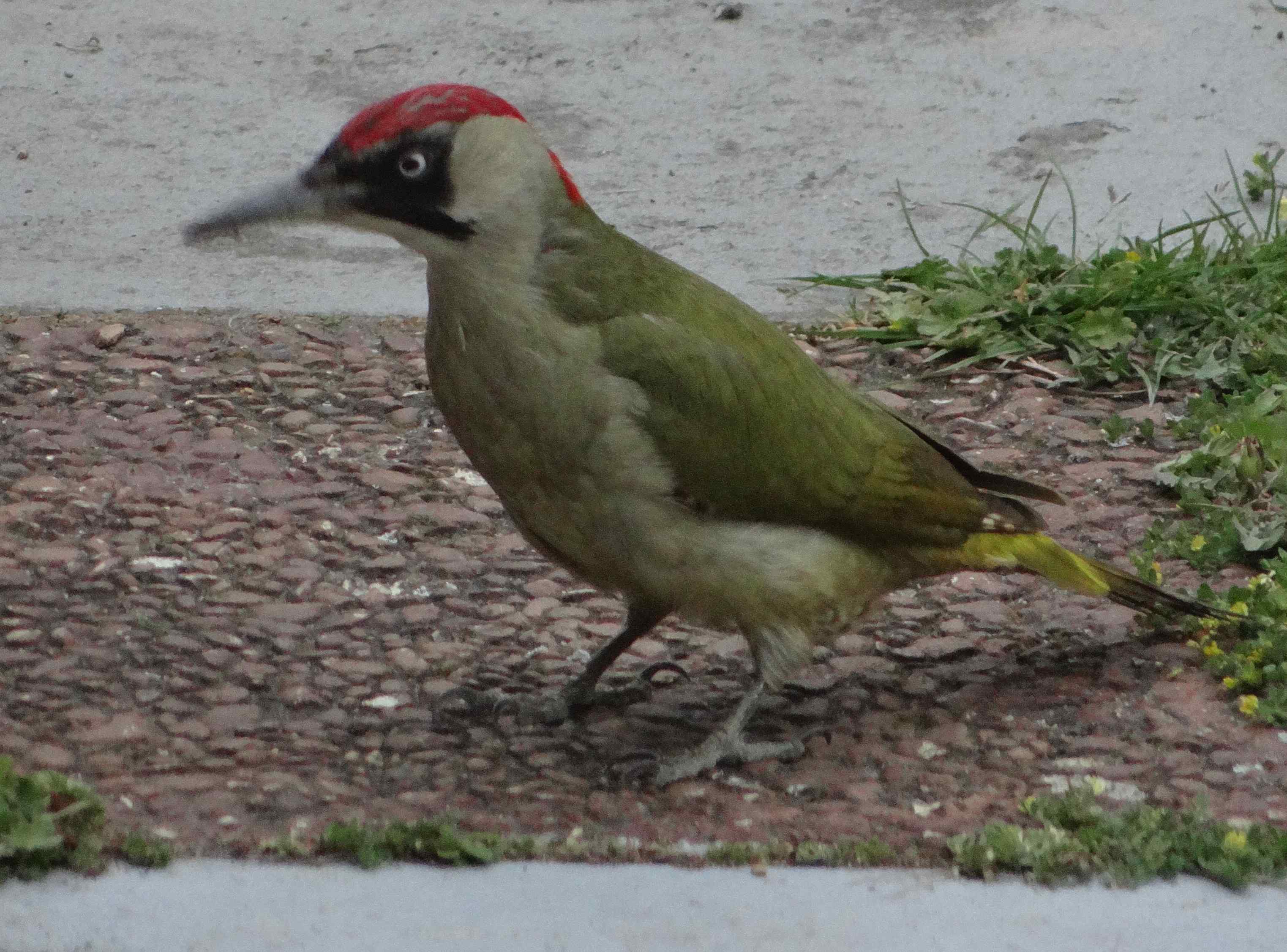 aufgenommen im Garten April 2020