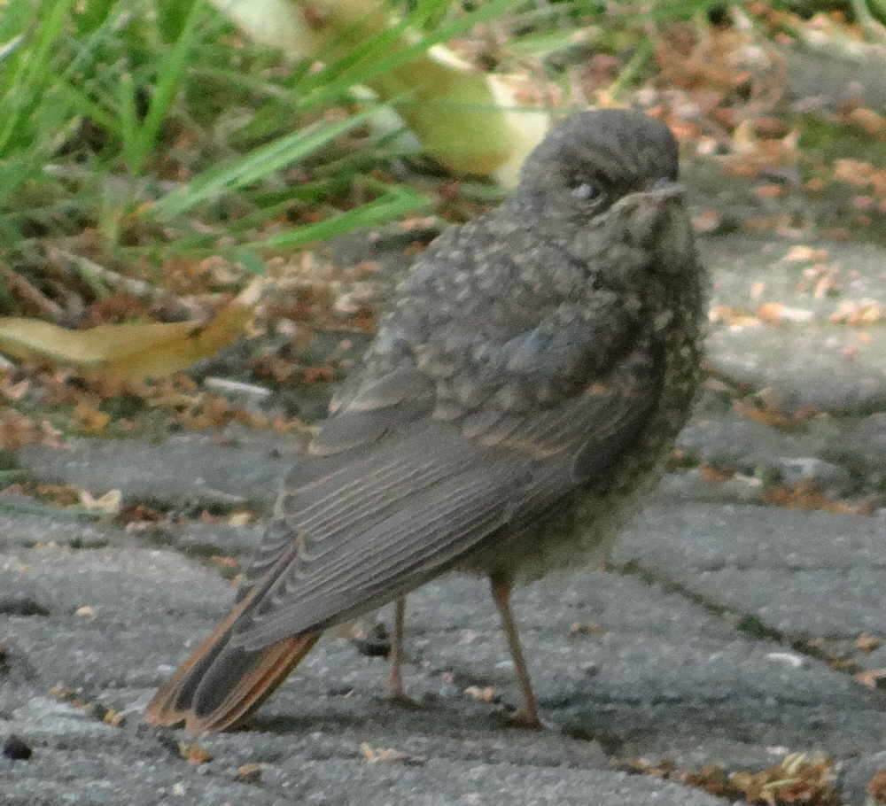 aufgenommen in Riga, 7.7.16