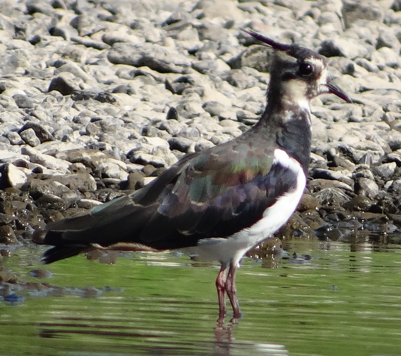 aufgenommen an der Leine 27.7.2019