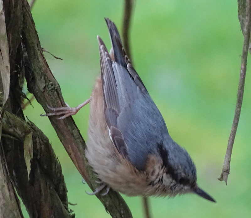 aufgenommen im Garten 12.2.16