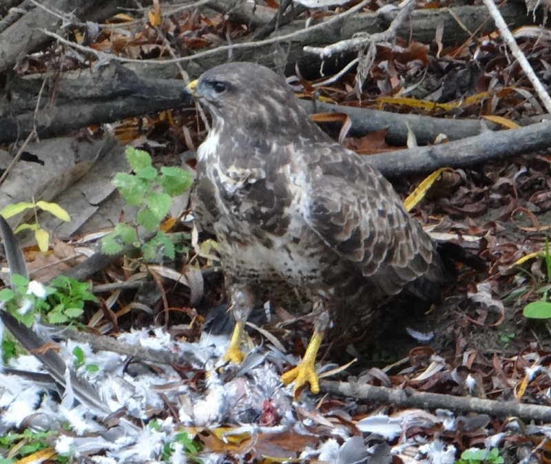 aufgenommen an der Leine