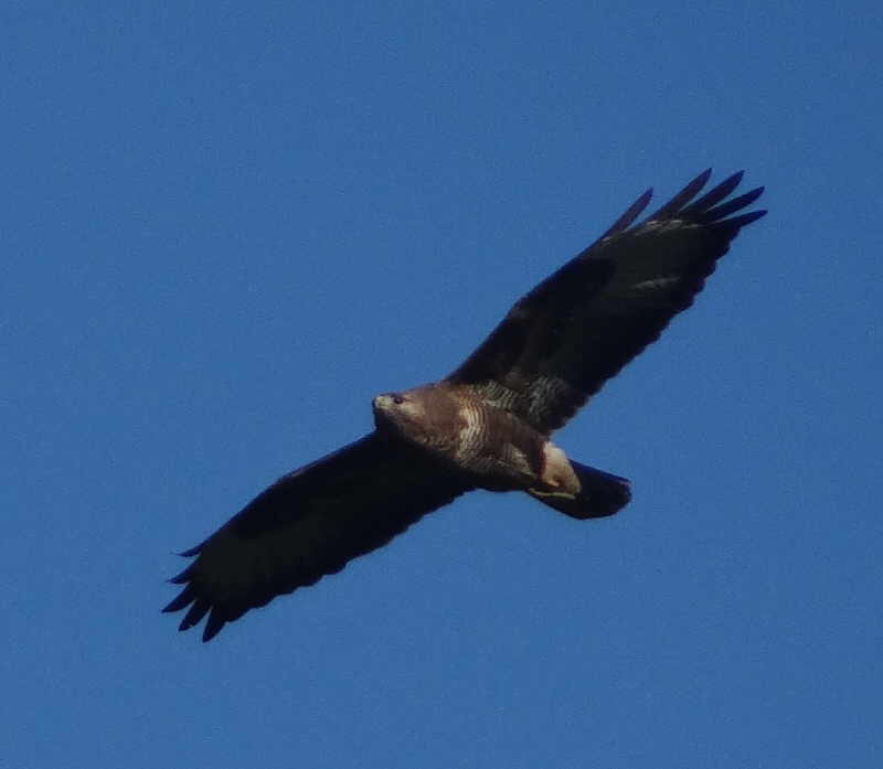 aufgenommen an der Leine 10.11.2019