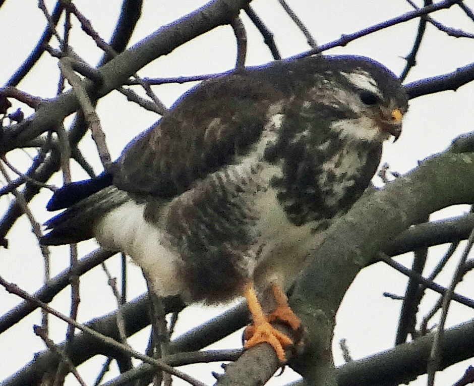 aufgenommen an der Leine 12.12.2015 