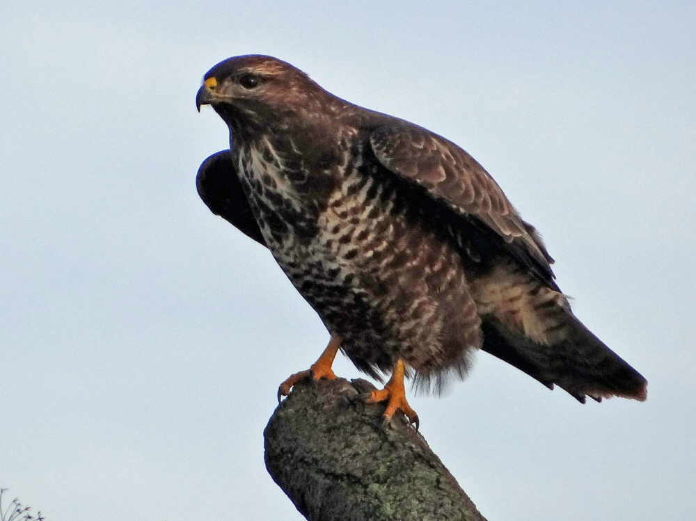 aufgenommen an der Weser 5.12.15 