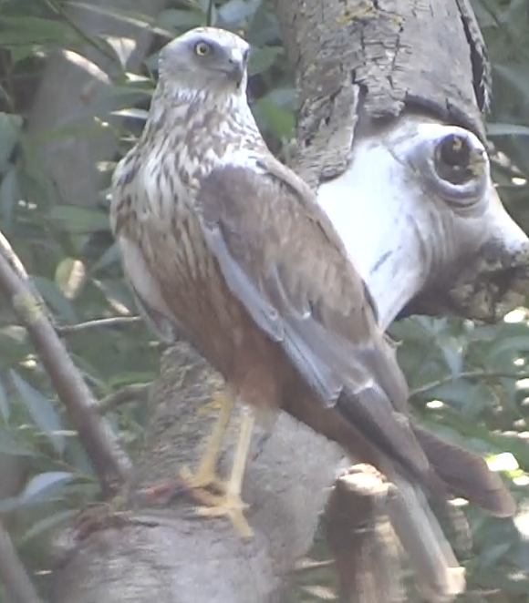 aufgenommen an der Leine 27.8.2016 