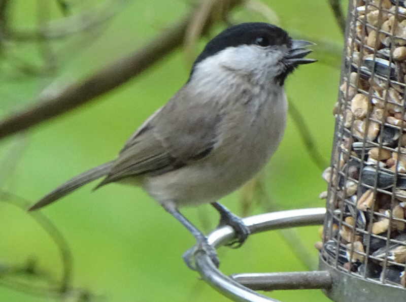 aufgenommen im Garten 12.2.16
