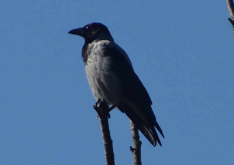 aufgenommen an der Spree 3.10.2015