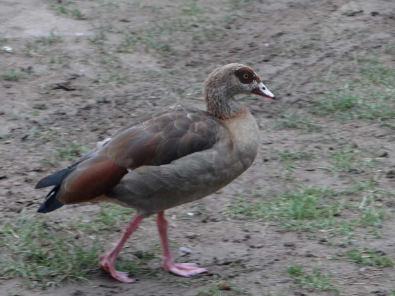 aufgenommen in Wetzlar an der Lahn, 9.9.2019 