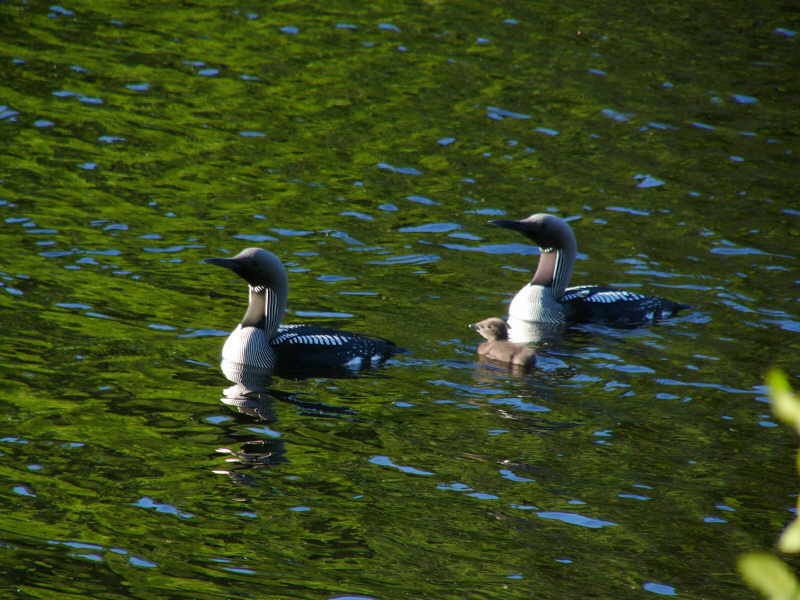 aufgenommen in Schweden 2008 