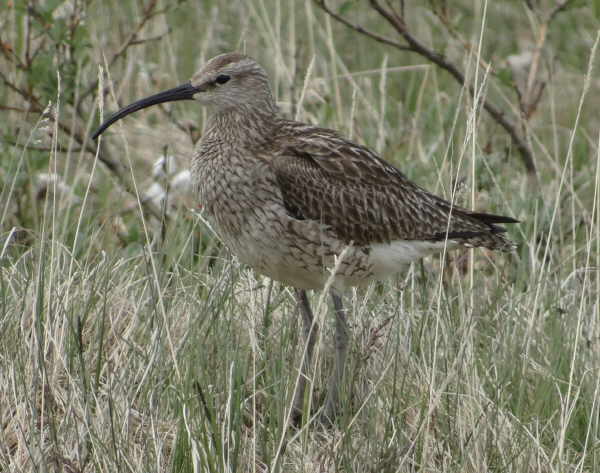 aufgenommen Juli 2015 in Island 