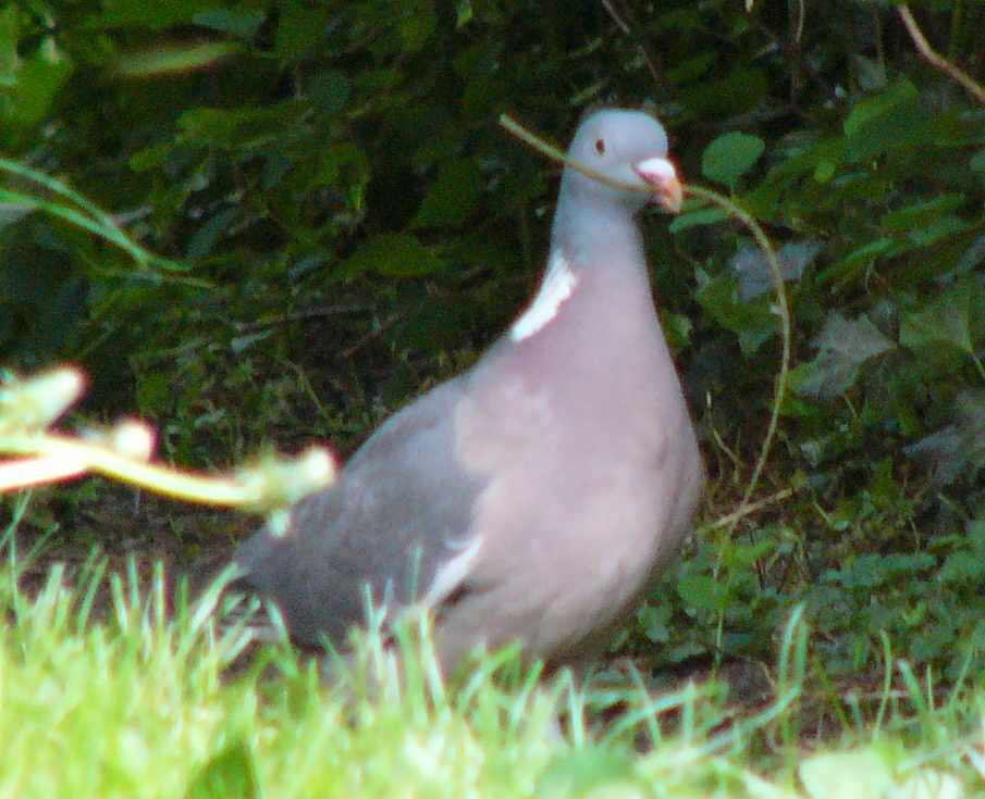 aufgenommen im Garten 2008