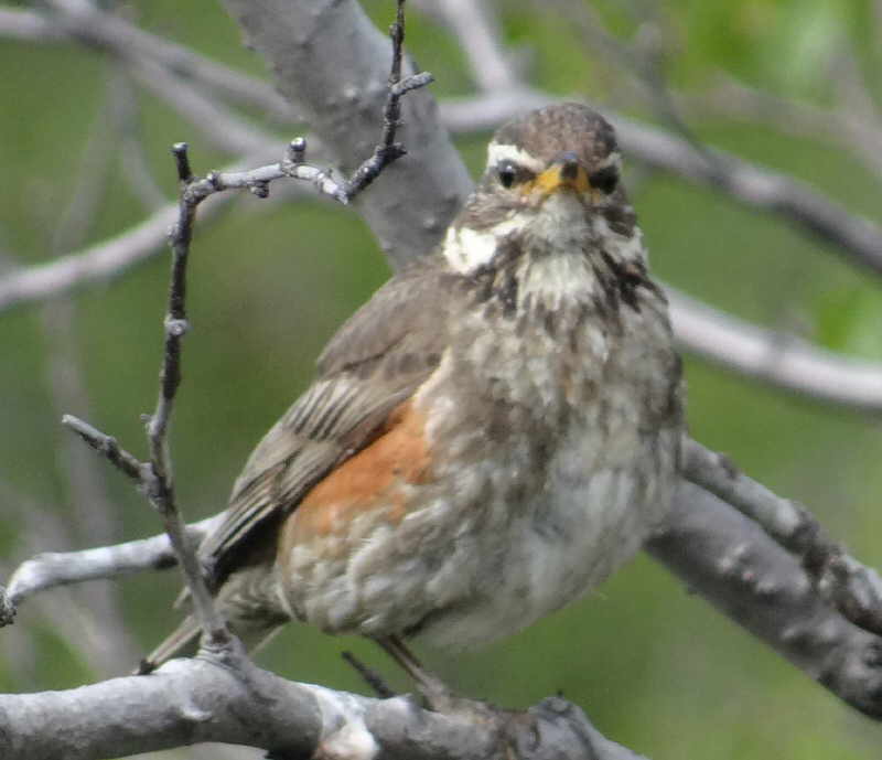 aufgenommen Juli 2015 in Island