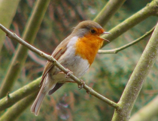 aufgenommen im Garten