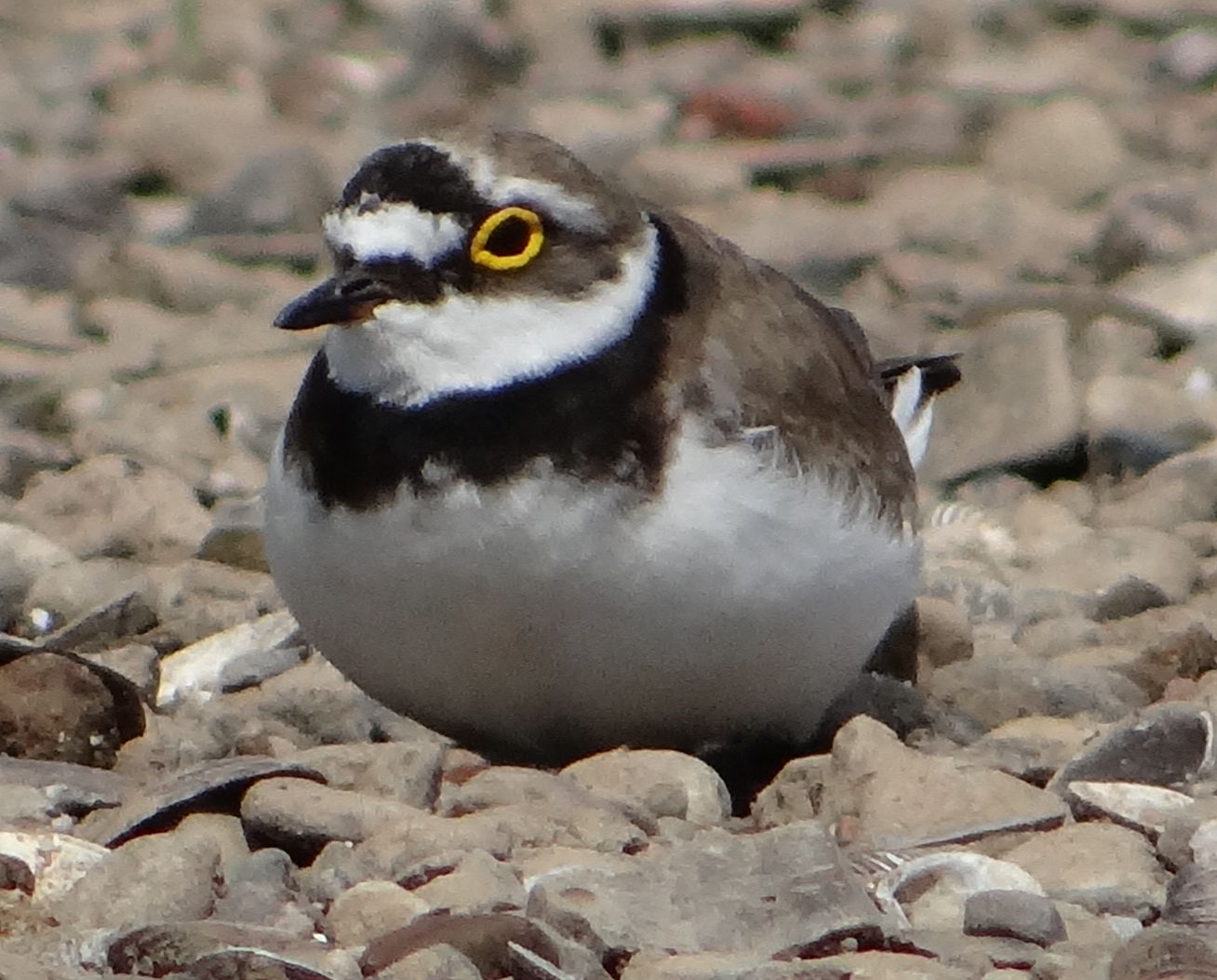 aufgenommen an der Leine, Juni 2024
