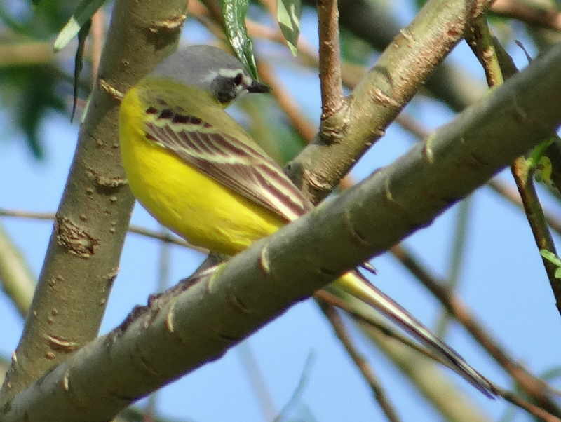 aufgenommen an der Leine, 13.5.16