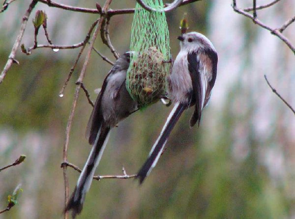 aufgenommen im Garten