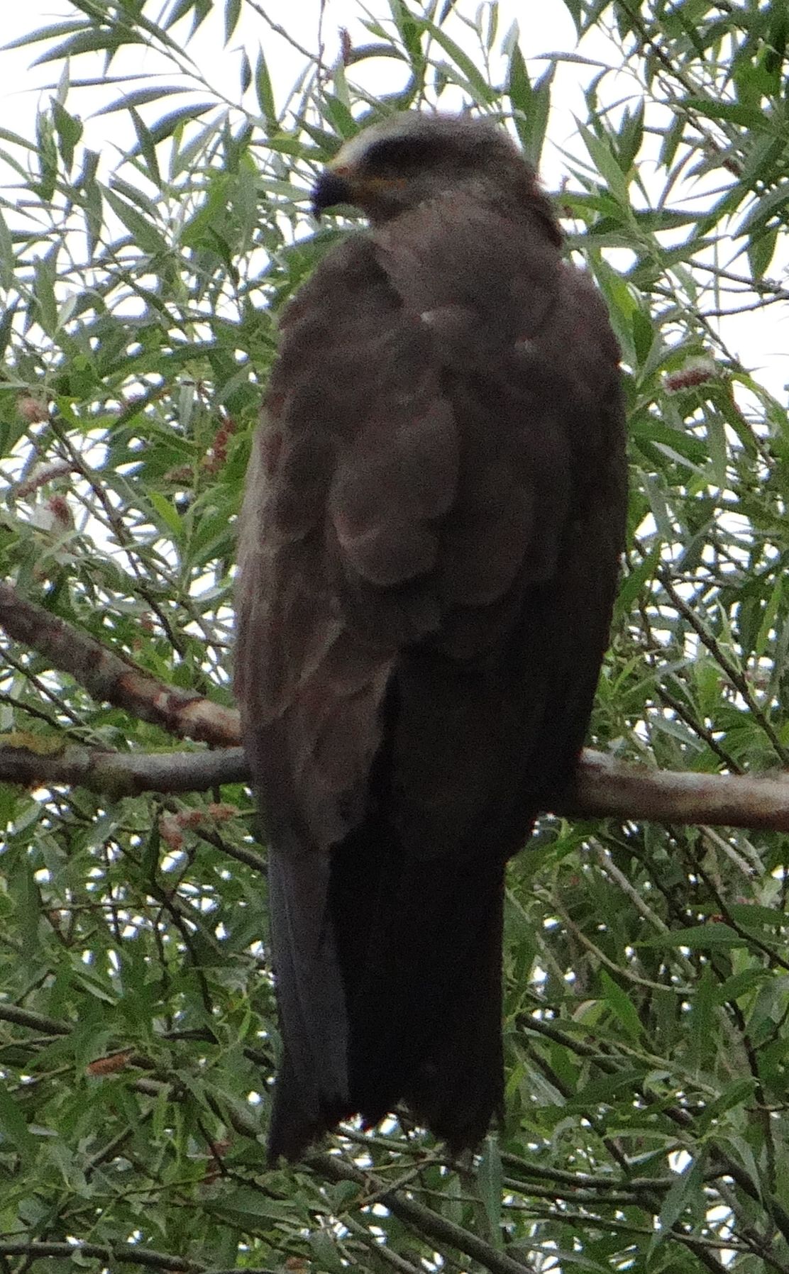 aufgenommen an der Leine, 16.6.2023