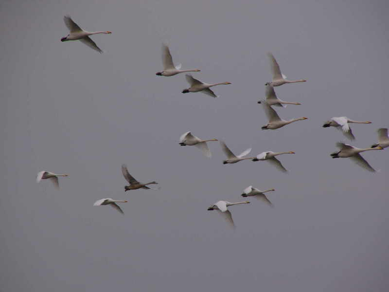 aufgenommen an der Elbe 2008