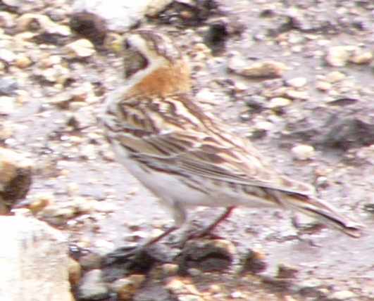 aufgenommen in Norwegen 2005