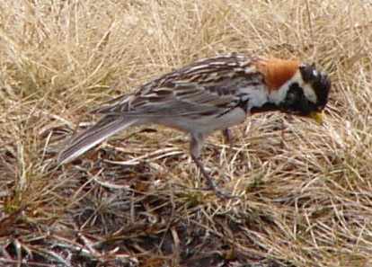 aufgenommen in Norwegen 2005