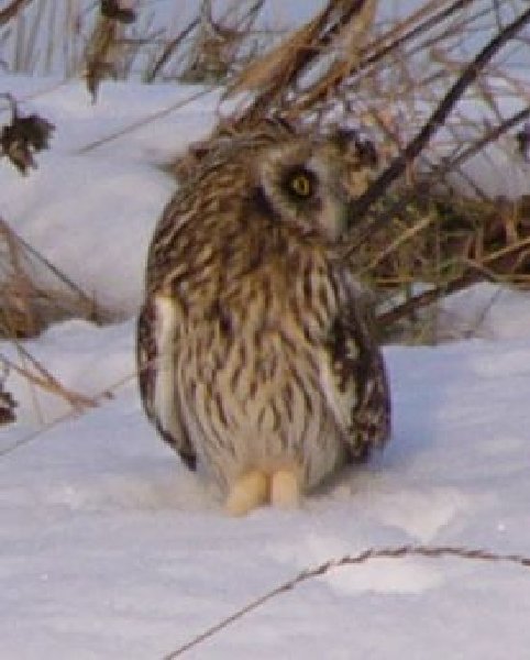 aufgenommen an der Leine