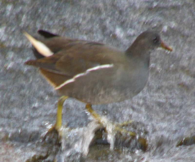 aufgenommen an der Leine 2011