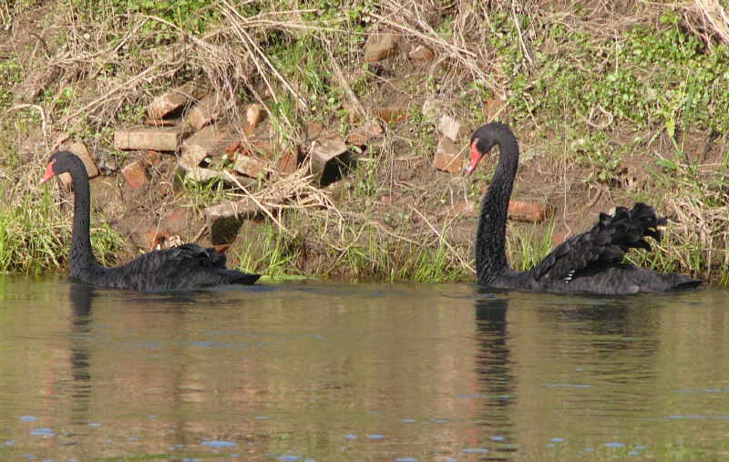 aufgenommen an der Leine 2012