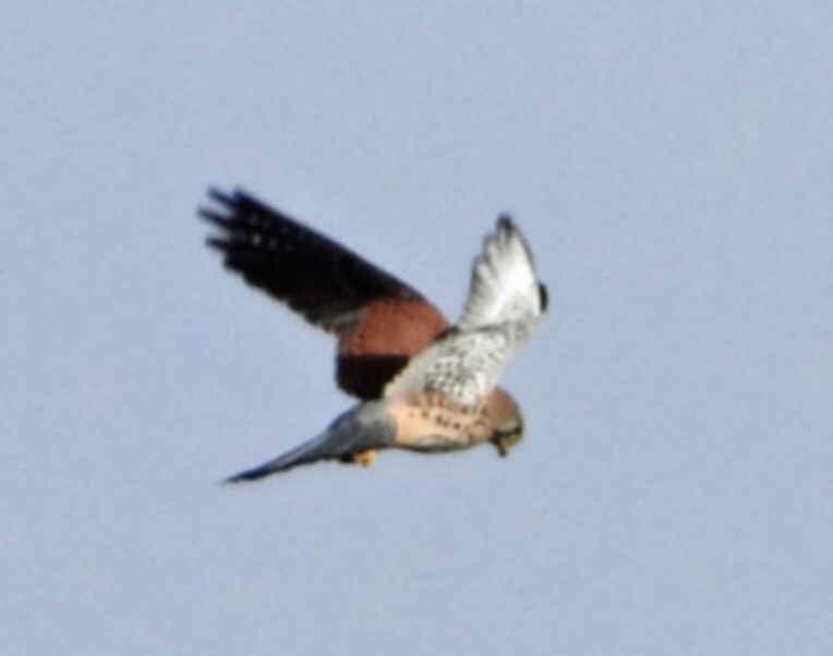 aufgenommen an der Leine 24.10.2015