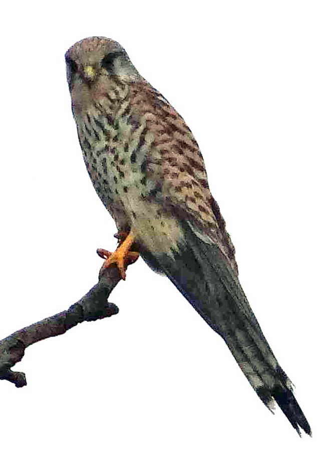 aufgenommen an der Weser, Herbst 2015