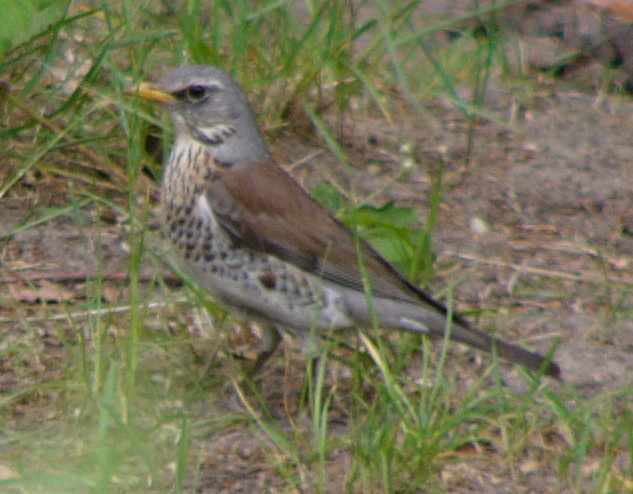 aufgenommen in Mecklenburg 2009