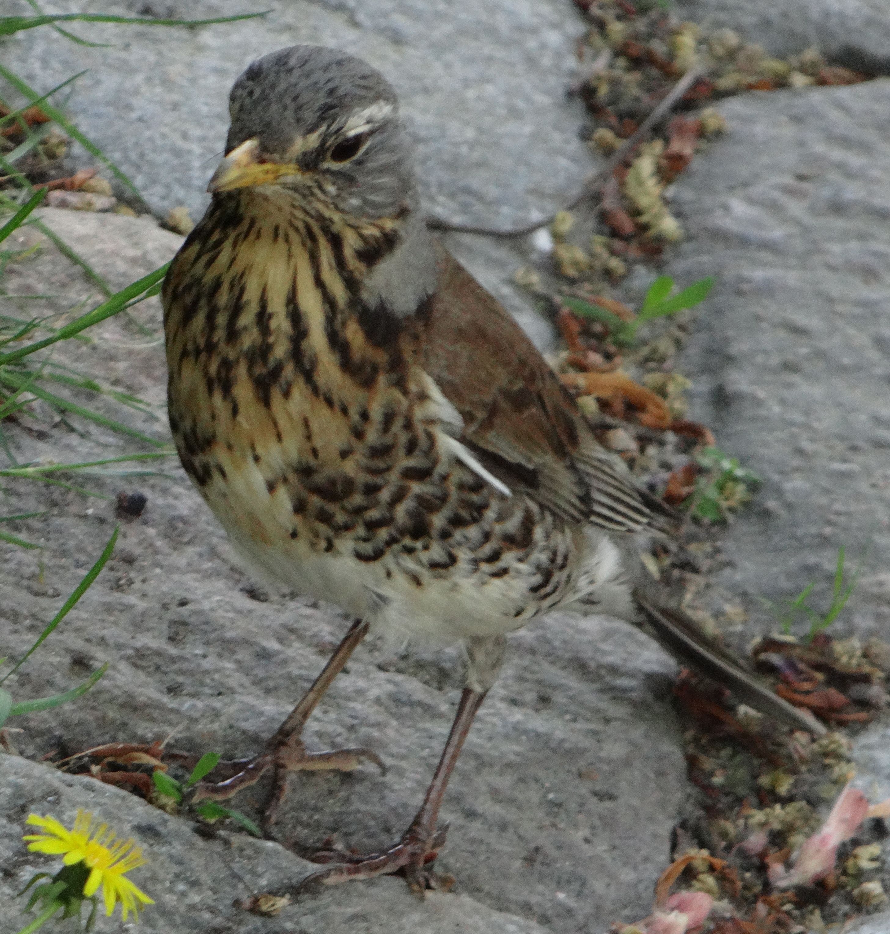 aufgenommen in Stockholm 2019