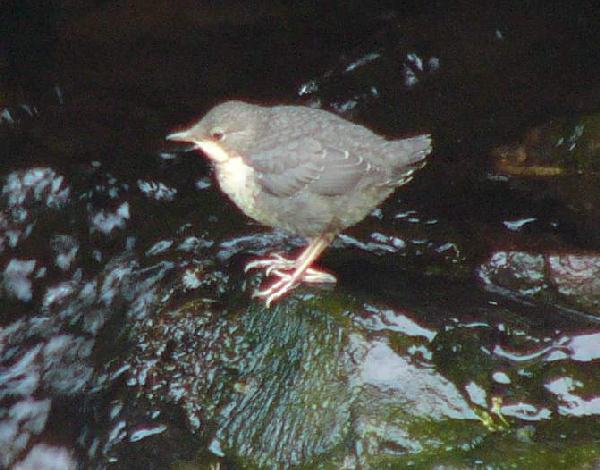 aufgenommen an der Bode