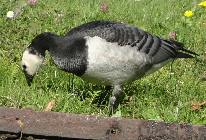 aufgenommen an der Spree 2.10.2015